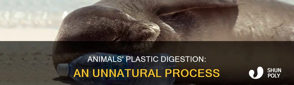 how animals digest plastic in its body