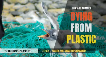 Plastic Pollution: A Slow, Painful Death for Animals