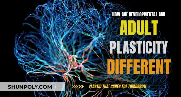 Brain Plasticity: Youth vs. Adulthood