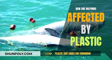 Dolphin distress: Impact of plastic pollution on marine life