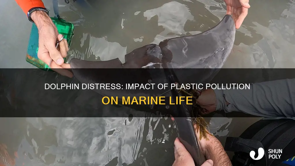 how are dolphins affected by plastic