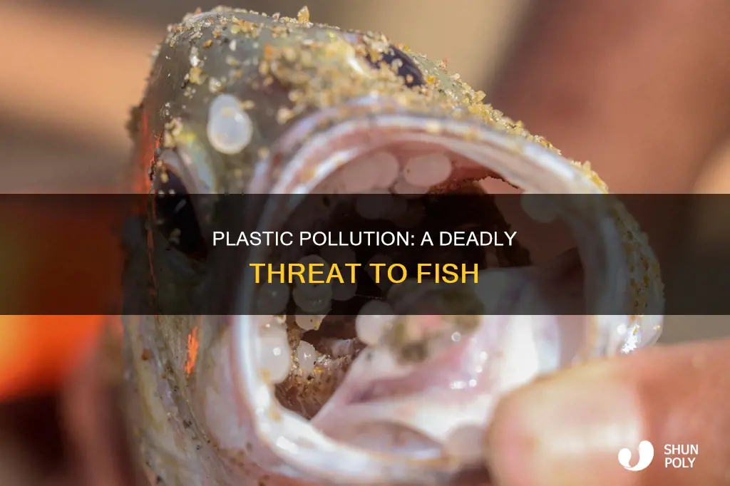how are fish affected by plastic