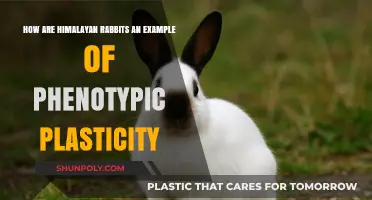 Adaptability in Altitude: The Phenomenal Phenotypic Plasticity of Himalayan Rabbits