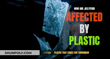 Jellyfish and Plastic: A Lethal Combination
