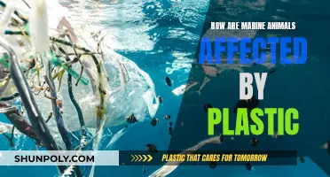 Plastic's Impact: Marine Life Endangered