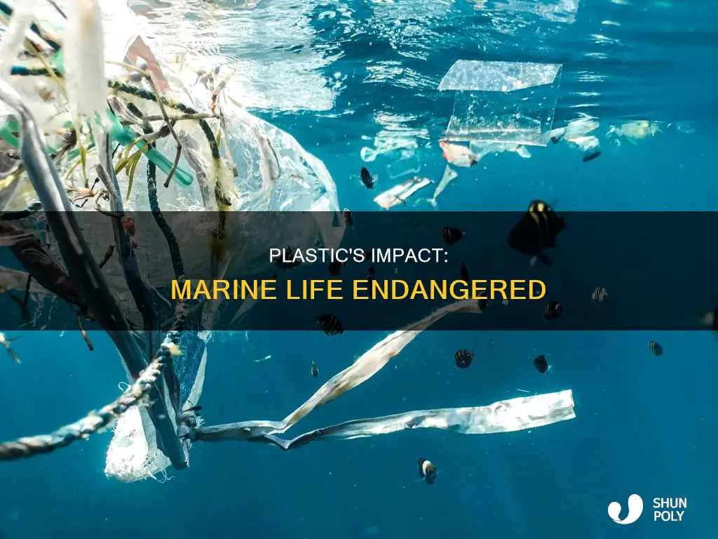 how are marine animals affected by plastic