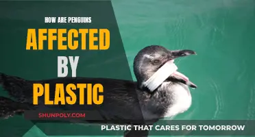 Penguins and Plastic: A Lethal Combination