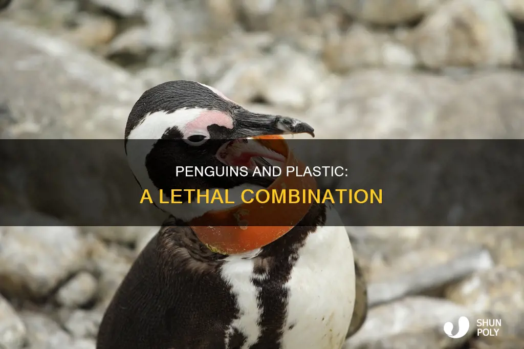 how are penguins affected by plastic