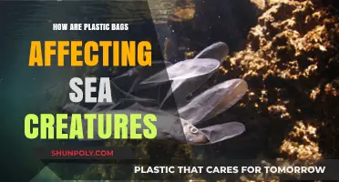 Plastic Bags in Oceans: Deadly Threat to Marine Life Explained