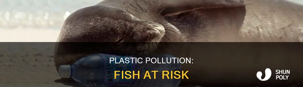 how are plastic contaminating our fish