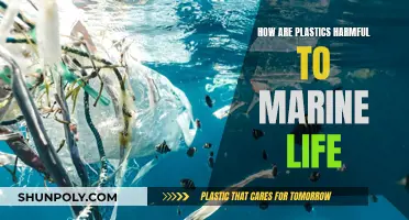 Plastic Pollution: A Deadly Threat to Marine Life