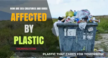Plastic Pollution: A Threat to Marine Life and Avian Species