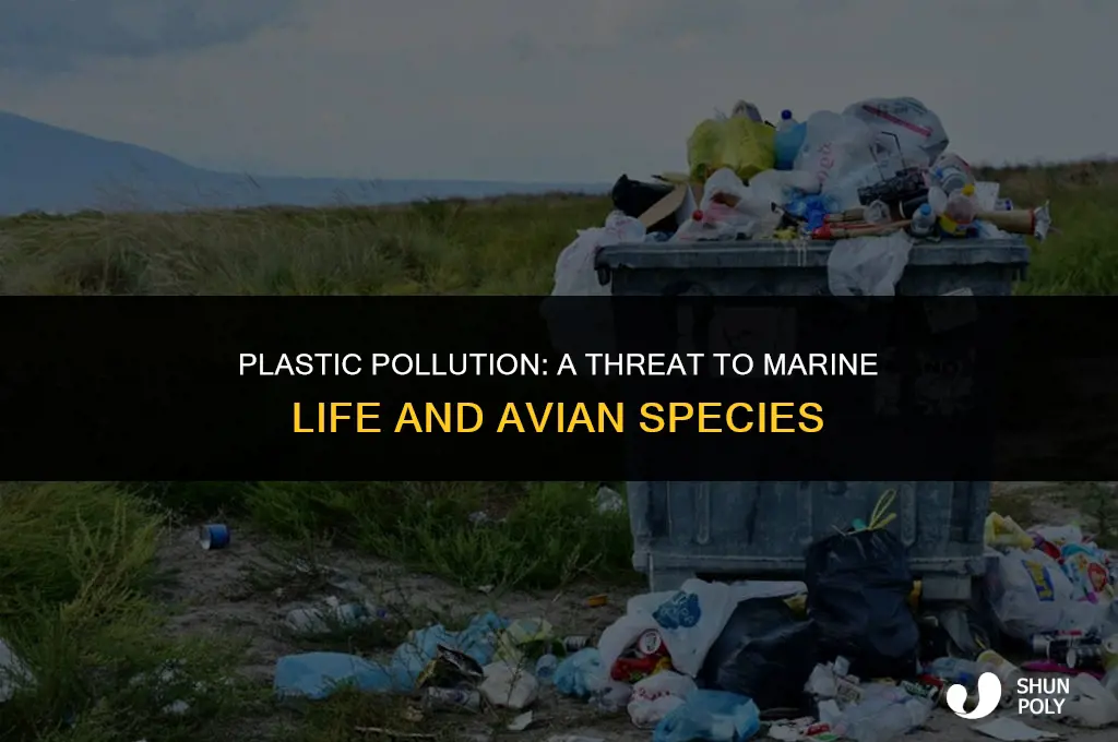 how are sea creatures and birds affected by plastic