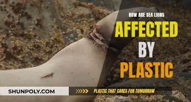 Sea Lions and Plastic: A Lethal Mix