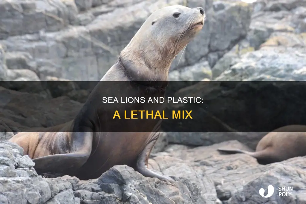 how are sea lions affected by plastic