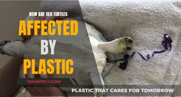 Plastic's Impact: Sea Turtles in Danger