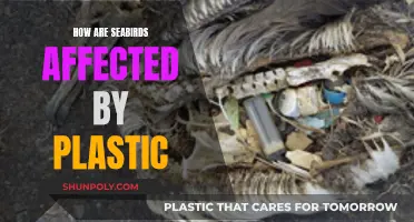 Plastic's Impact: Devastating Effects on Seabirds