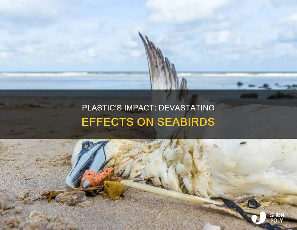how are seabirds affected by plastic