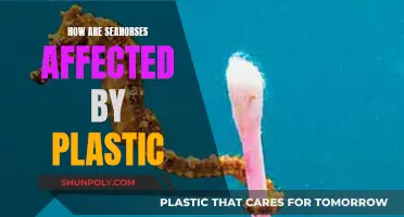 The Impact of Plastic on Seahorse Habitats