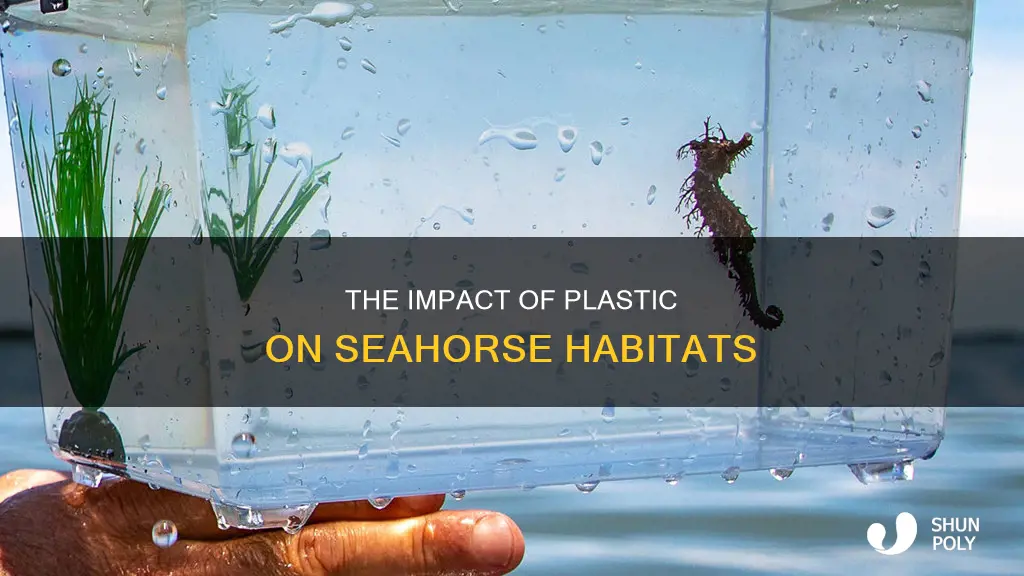 how are seahorses affected by plastic