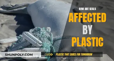 The Impact of Plastic Pollution on Seals' Health