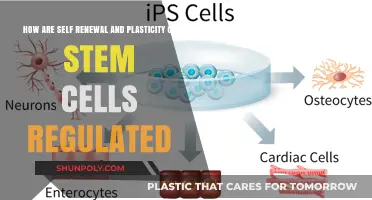 Unlocking the Secrets: Self-Renewal and Plasticity in Stem Cells