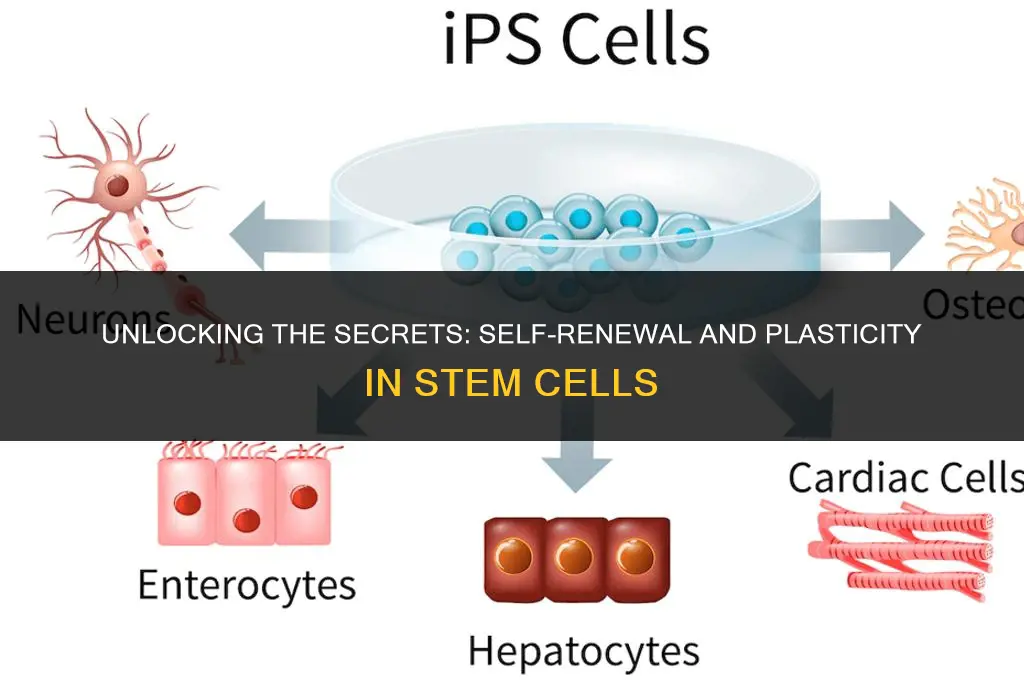 how are self renewal and plasticity of stem cells regulated