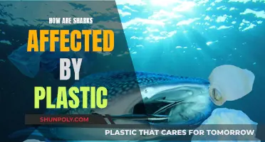 Sharks and Plastic: A Lethal Combination