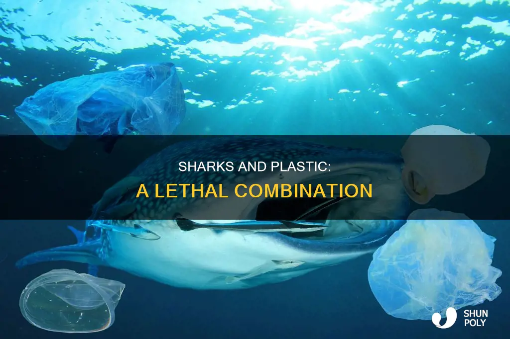 how are sharks affected by plastic