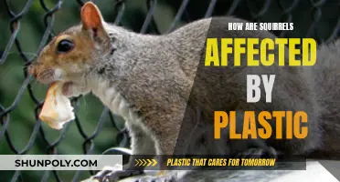Squirrels and Plastic: A Harmful Habitat Hazard
