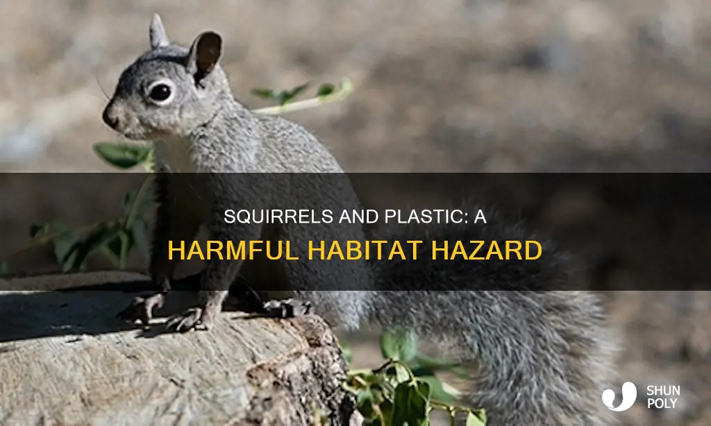 how are squirrels affected by plastic