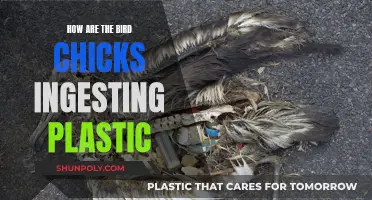 Plastic ingestion: A deadly threat to bird chicks