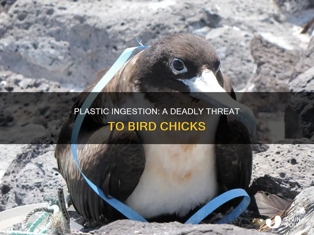 how are the bird chicks ingesting plastic
