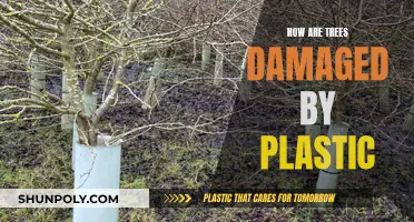 Plastic's Impact: The Damage to Trees