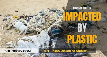Turtles and Plastic: A Harmful Impact