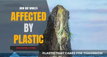 Whale Health Crisis: Plastic Impact