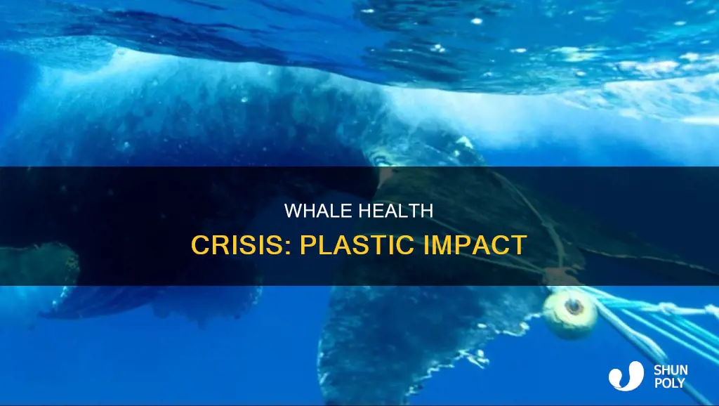 how are whales affected by plastic
