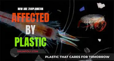 Plastic Pollution: A Deadly Threat to Zooplankton