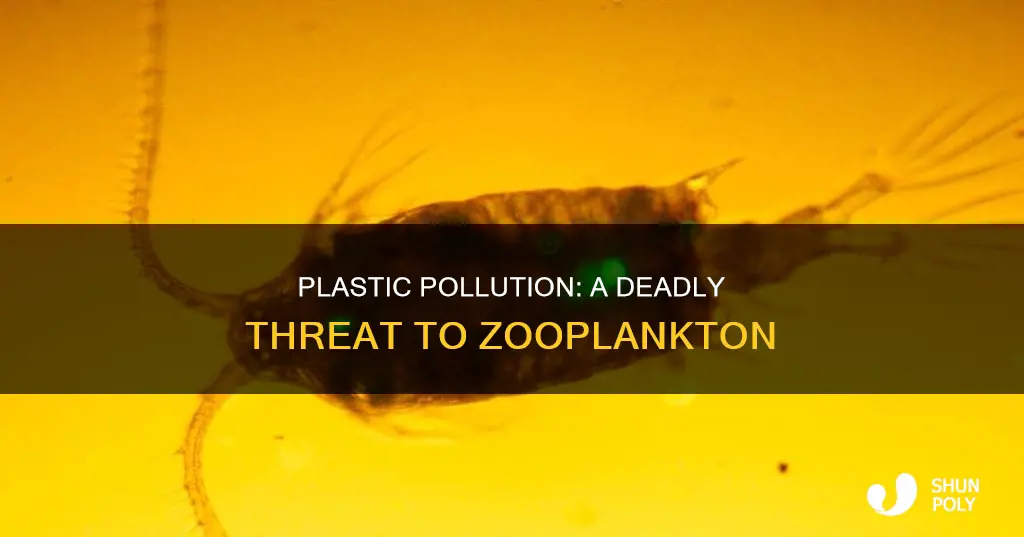 how are zooplankton affected by plastic