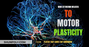 Attention's Role in Motor Plasticity and Learning