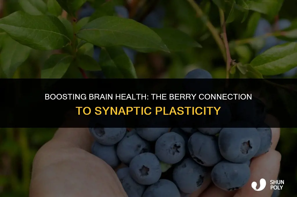 how berries are good for synaptic plasticity pubmed