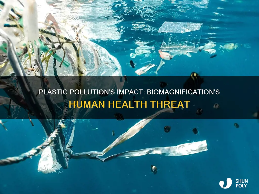 how biomagnification of plastic affects humans