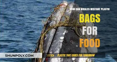 Why Whales Confuse Deadly Plastic Bags with Their Natural Prey