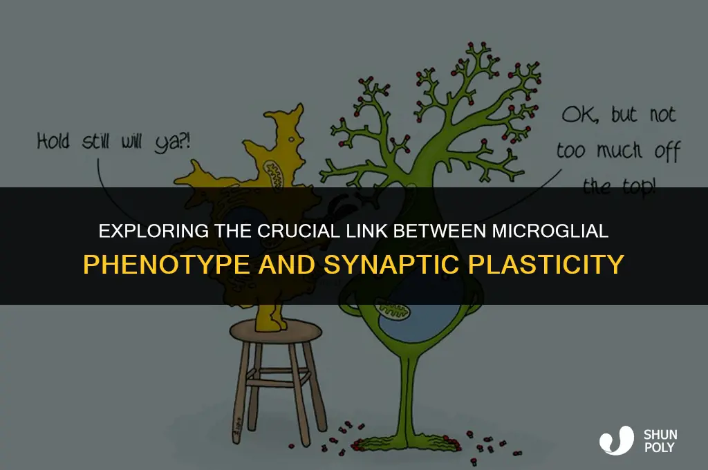 how dependent is synaptic plasticity on microglial phenotype