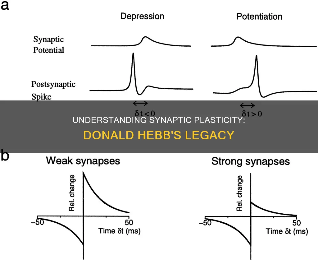 how did donald hebb create synaptic plasticity