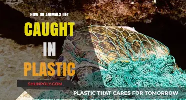 Entangled in Waste: How Plastic Traps and Harms Wildlife