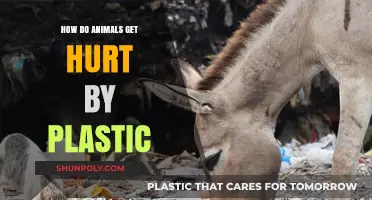 Plastic's Deadly Impact: How Animals Suffer from Pollution