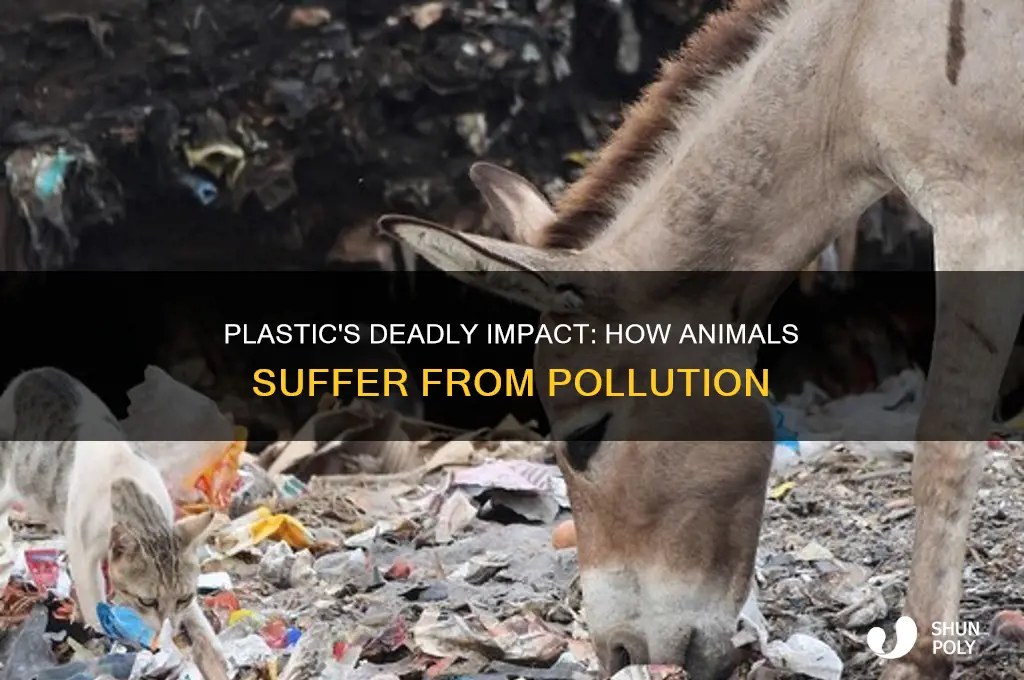 how do animals get hurt by plastic