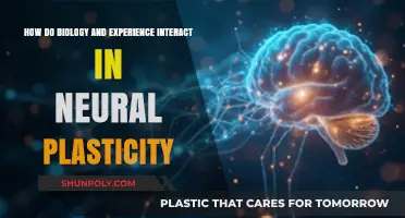 Unraveling the Intricate Dance of Biology and Experience in Neural Plasticity