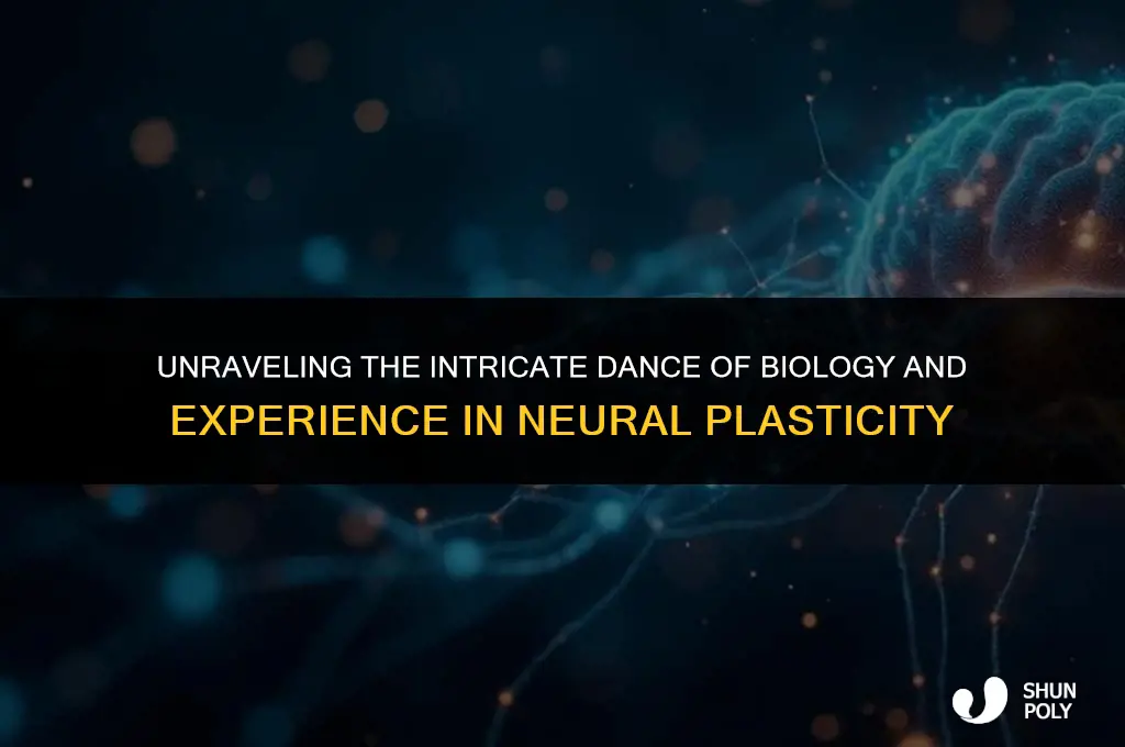 how do biology and experience interact in neural plasticity